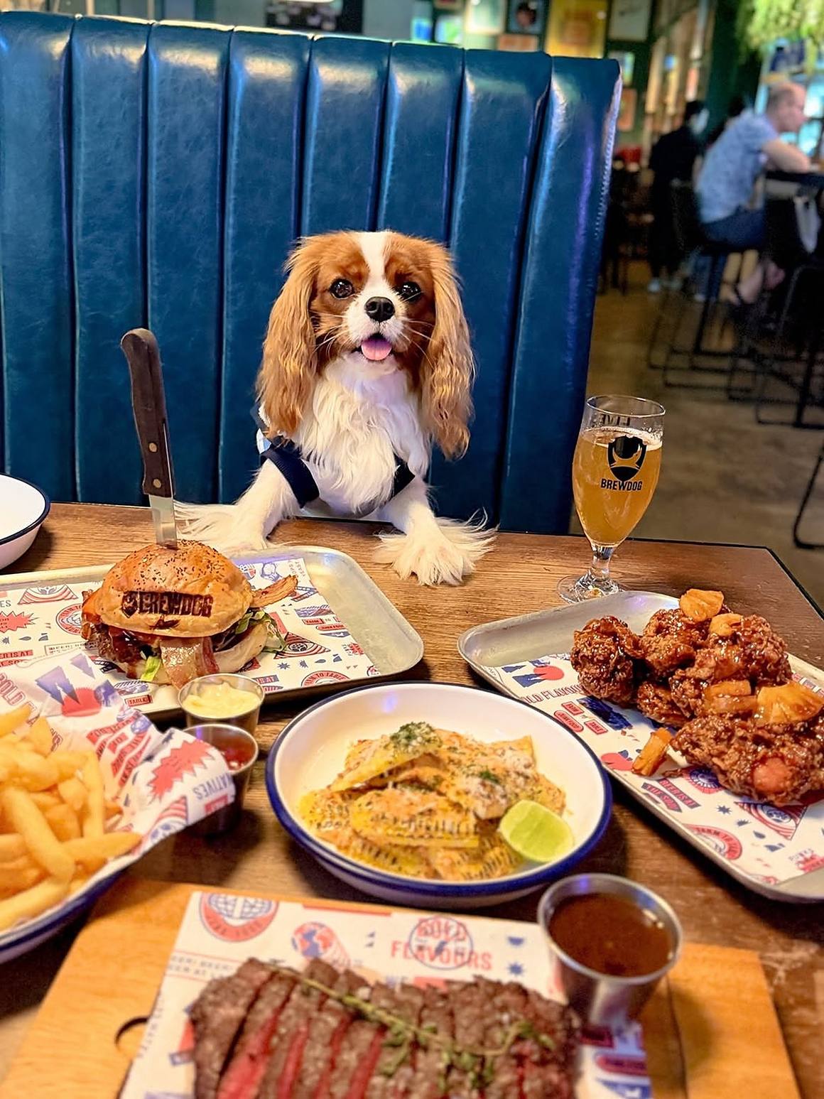 A Cavalier King Charles Spaniel sitting at a table inside BrewDog Bangkok, a dog-friendly bar in Ploenchit