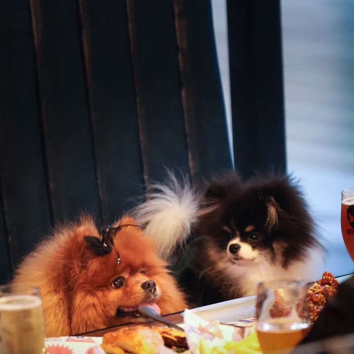 A pack of dogs at BrewDog Bangkok, a dog-friendly bar